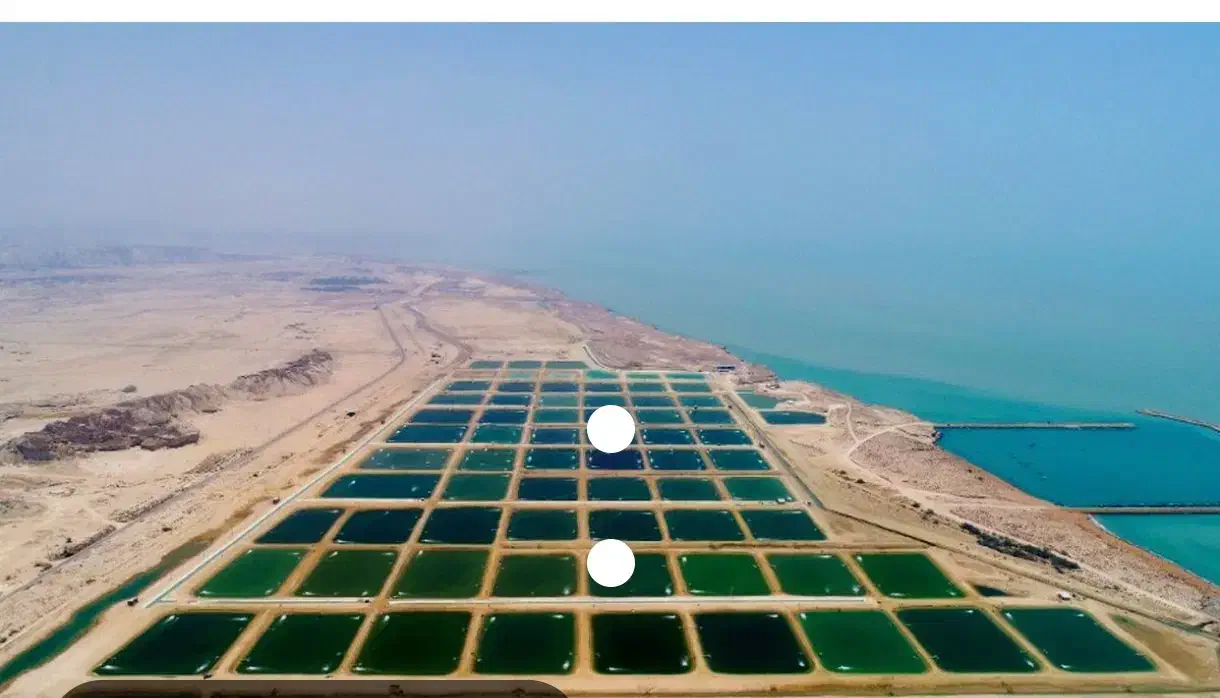 پرورش میگو|حیوانات مزرعه|مهران (هرمزگان), |دیوار