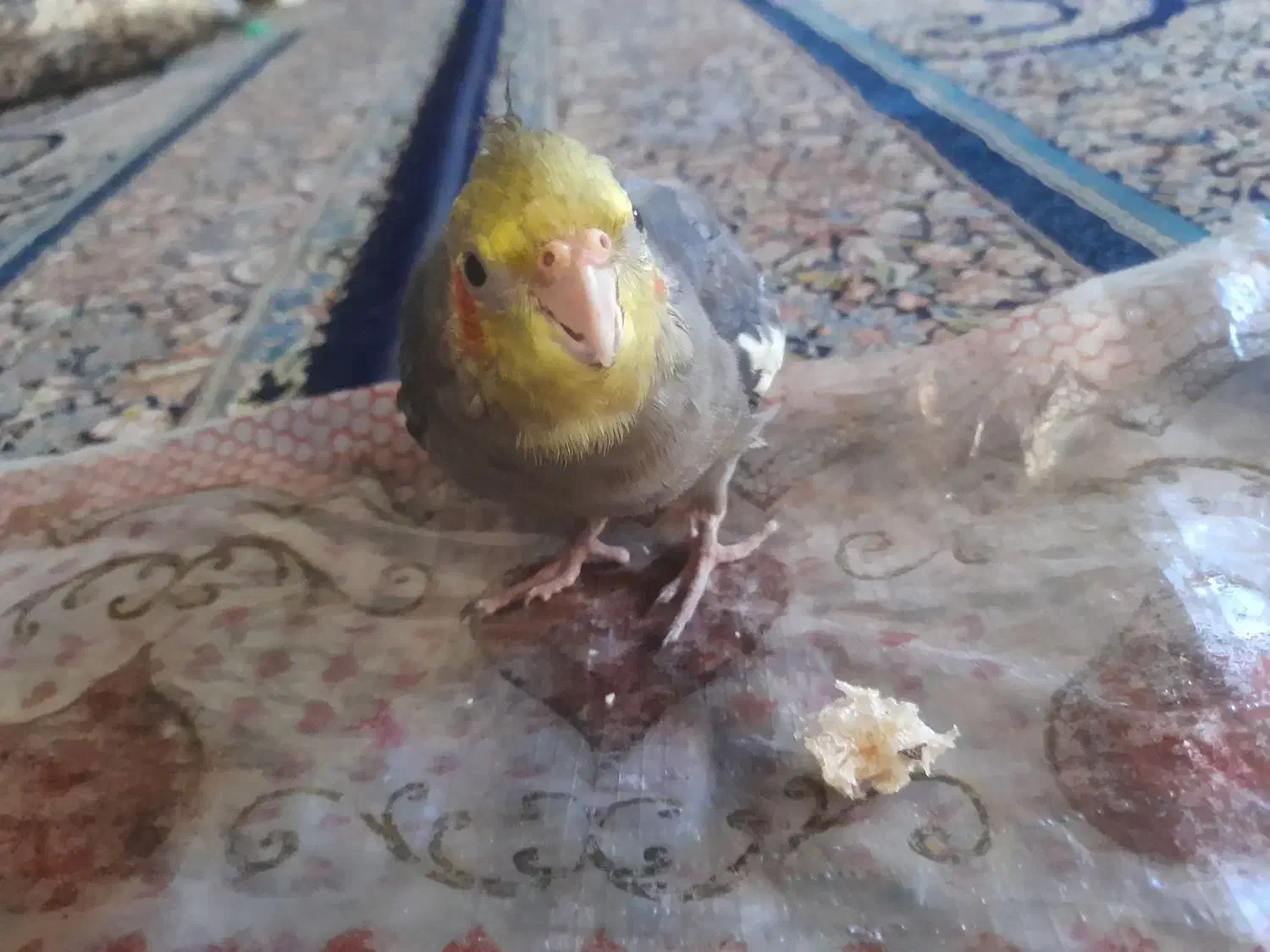 عروس هلندی گمشده|پرنده|چابهار, |دیوار