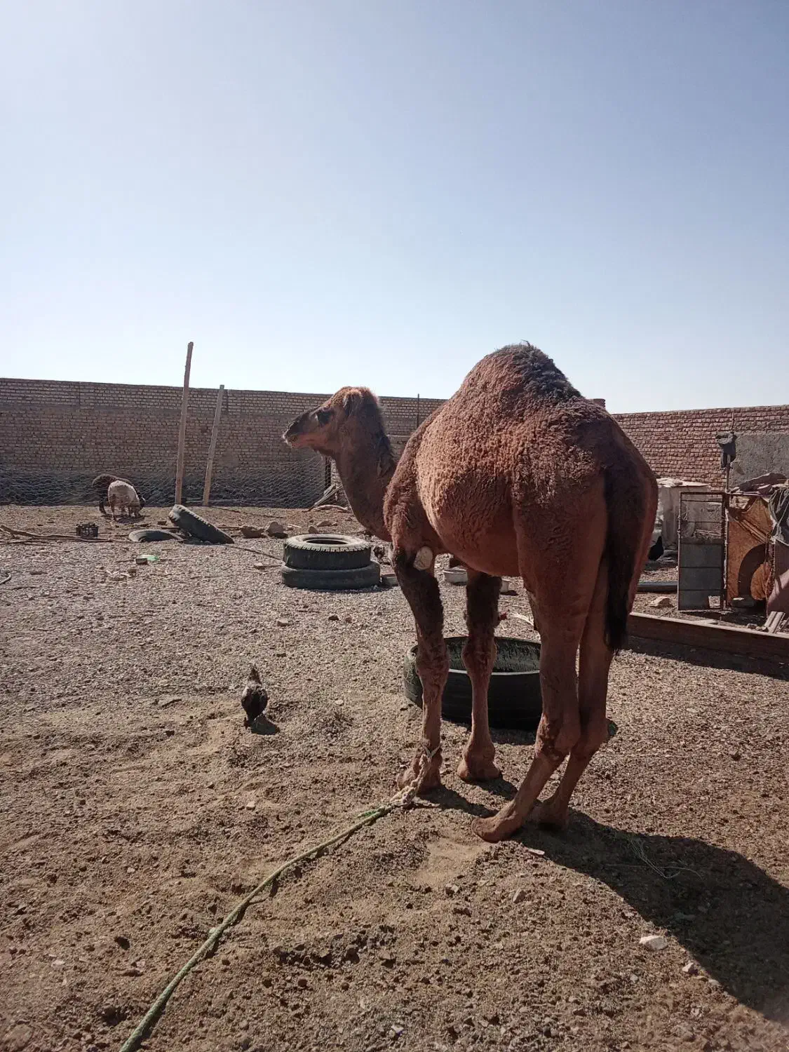 شتر پروار آرام نر|حیوانات مزرعه|نهبندان, |دیوار