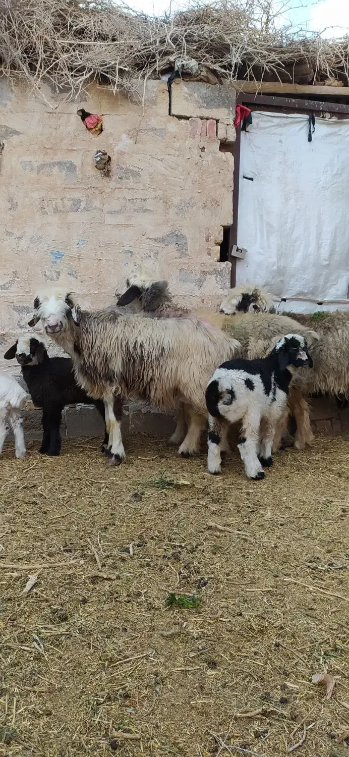3رس میش بختیاری اصل تک بره و جفت بره|حیوانات مزرعه|کرمان, |دیوار