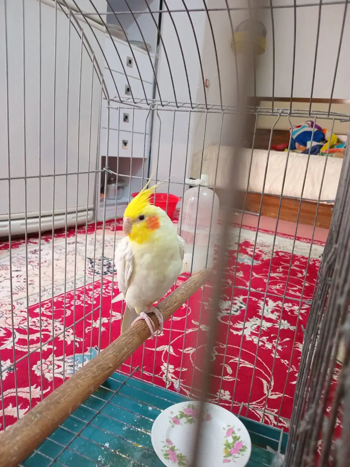 عروس هلندی|پرنده|مرودشت, ثبت احوال|دیوار