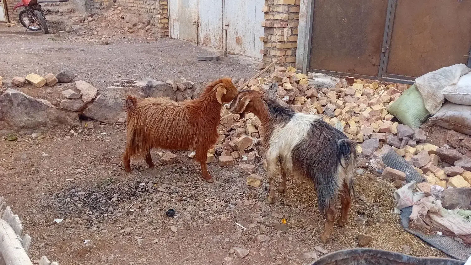 ۲راس بز|حیوانات مزرعه|مشکان, |دیوار