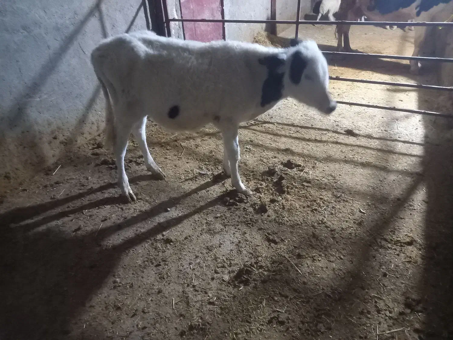 باسلام  یک عدد گوساله نر سیمینتال|حیوانات مزرعه|قلعه شاهین, |دیوار