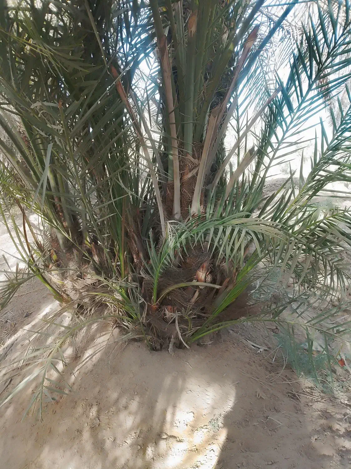 پاجوش نخل|گل و گیاه طبیعی|شادگان, |دیوار