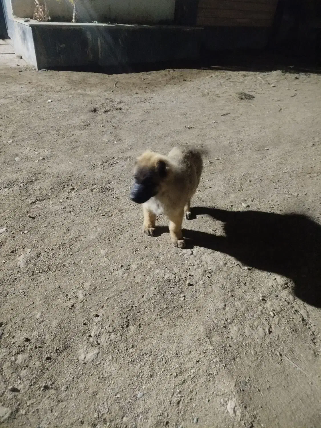 سلام 1 عدد توله سراب نر|سگ|ماهدشت, |دیوار