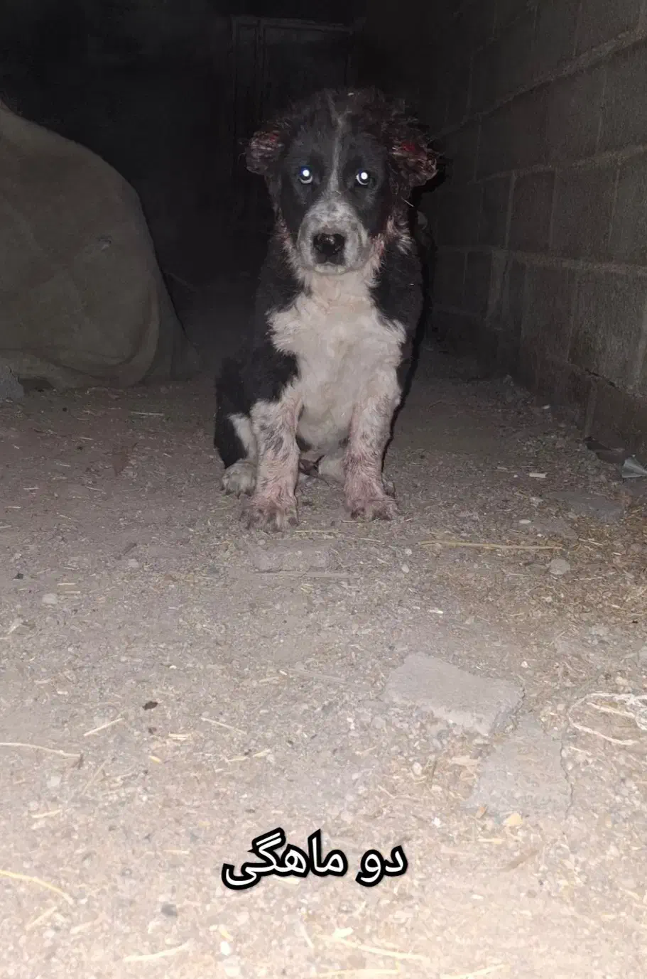 تو نر 3ماه همچی تموم|سگ|ورزنه, |دیوار