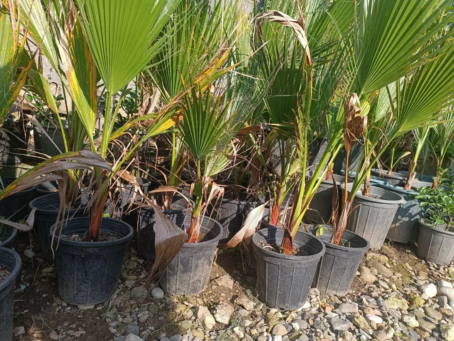 پالم واشنگتن|گل و گیاه طبیعی|واجارگاه, |دیوار