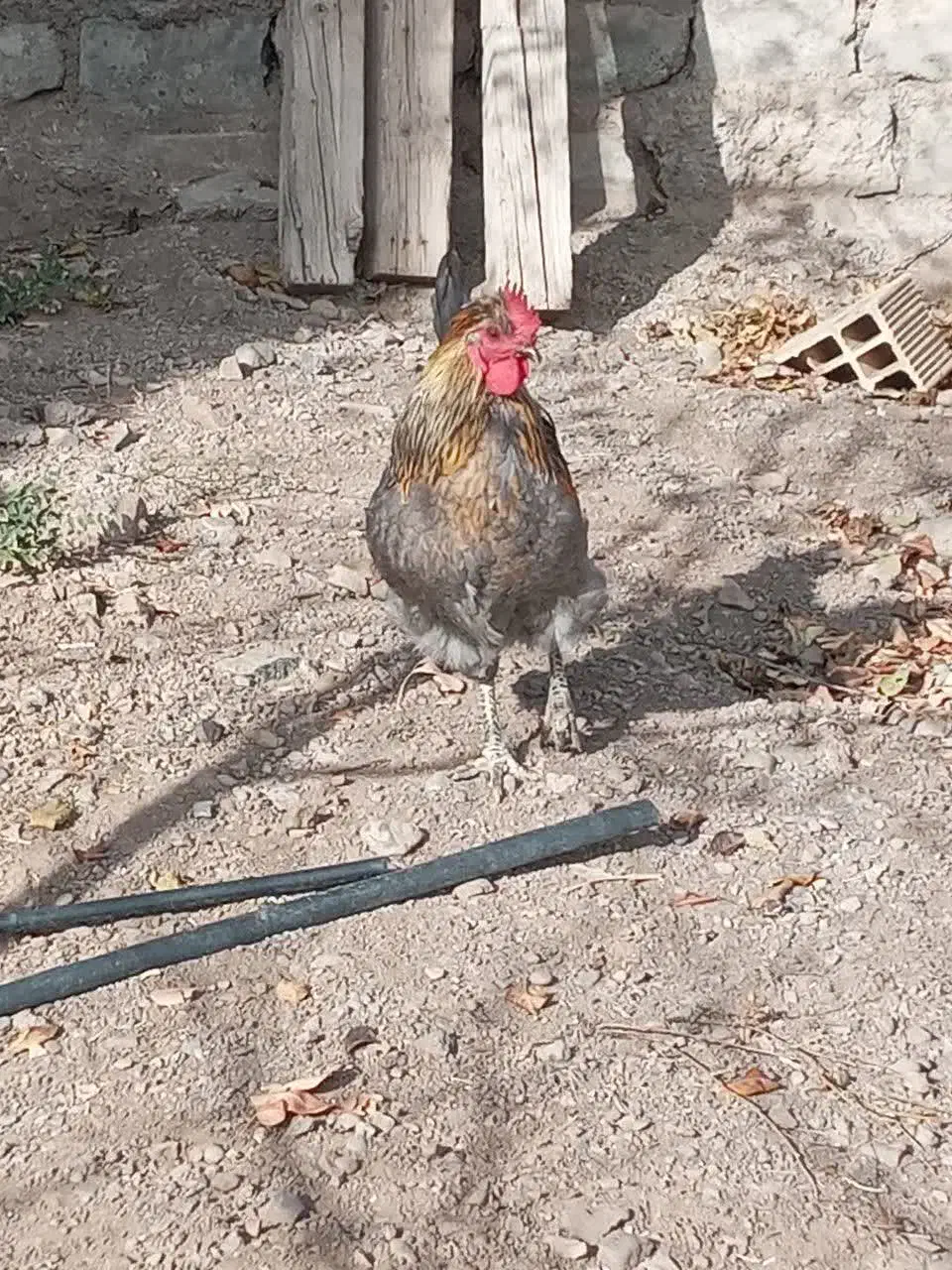 تعدادی خروس خاص و تک|حیوانات مزرعه|زنجان, |دیوار