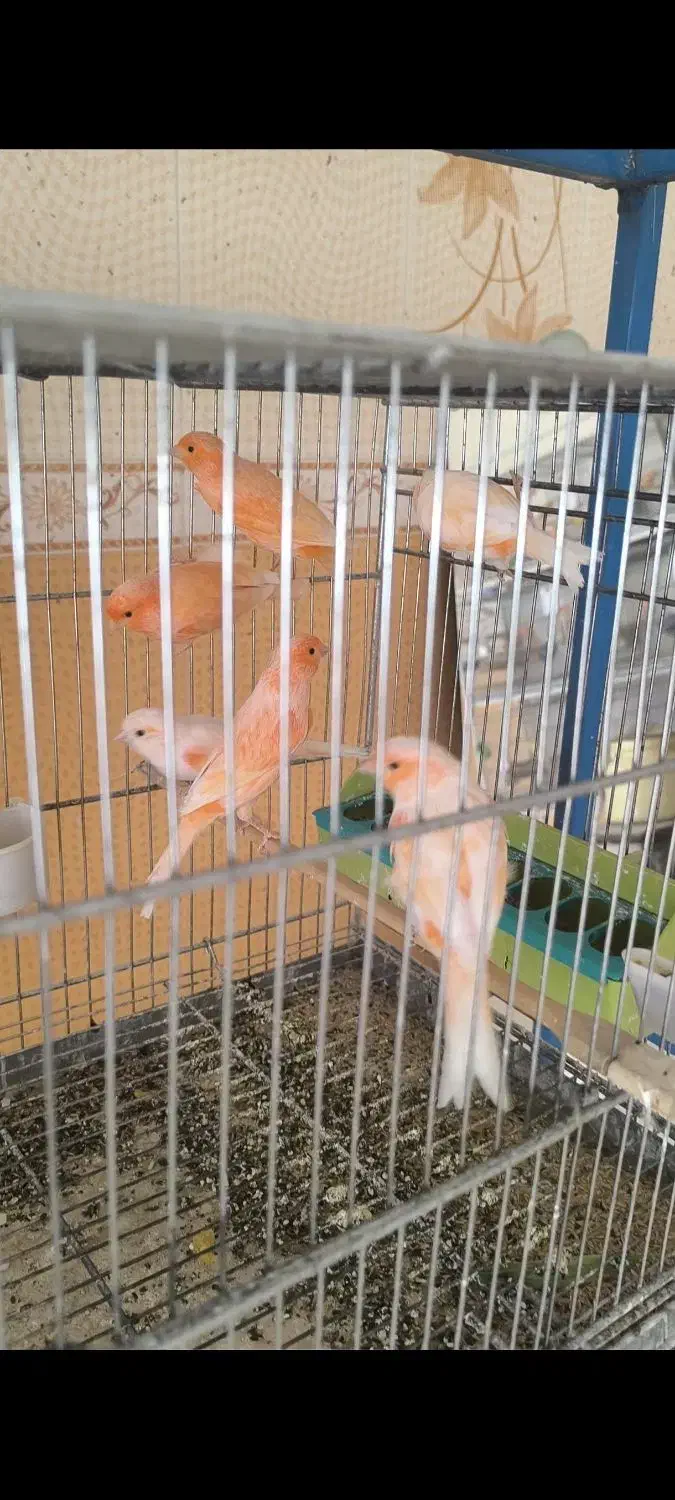 قناری رسمی سرخ و موزاییکی|پرنده|جرقویه, |دیوار