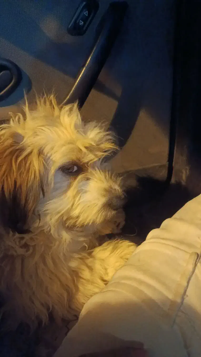 دو عدد سگ نر ماده خوشگل پشمالو|سگ|قزوین, |دیوار