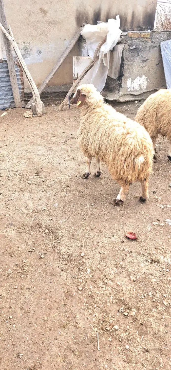 بره ماده|حیوانات مزرعه|کوزران, |دیوار