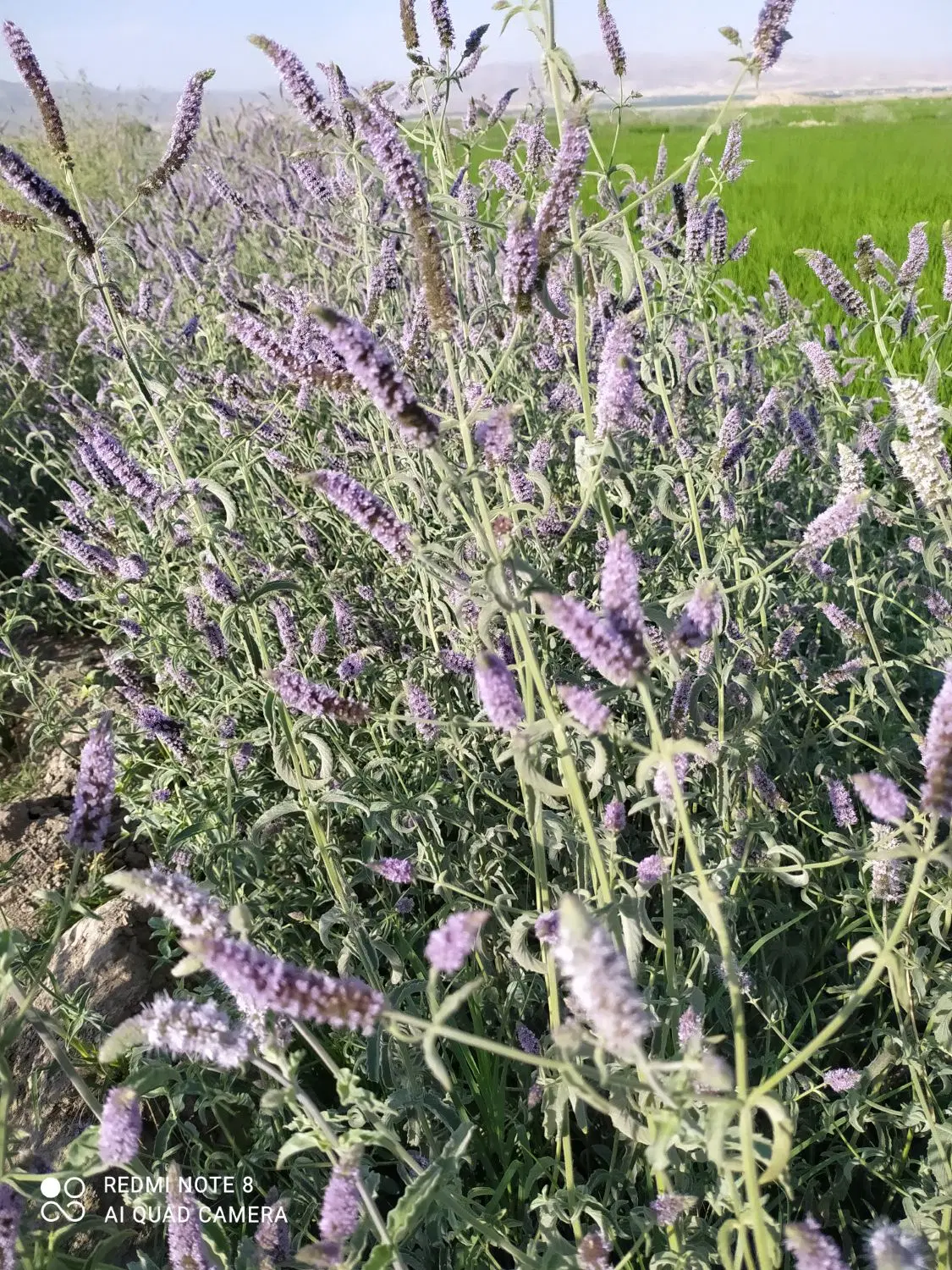 پونه|خوردنی و آشامیدنی|بروجرد, |دیوار