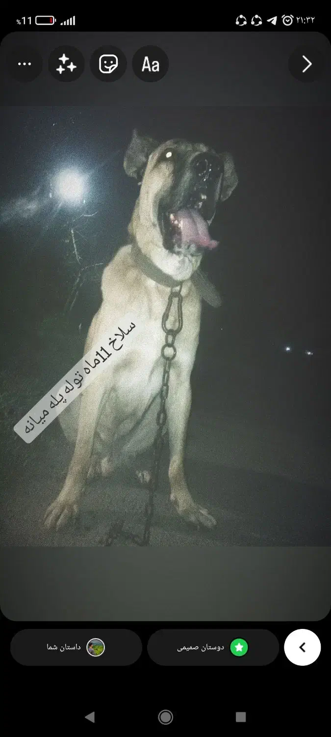 قیمت مناسب|سگ|لاهیجان, گلستان|دیوار