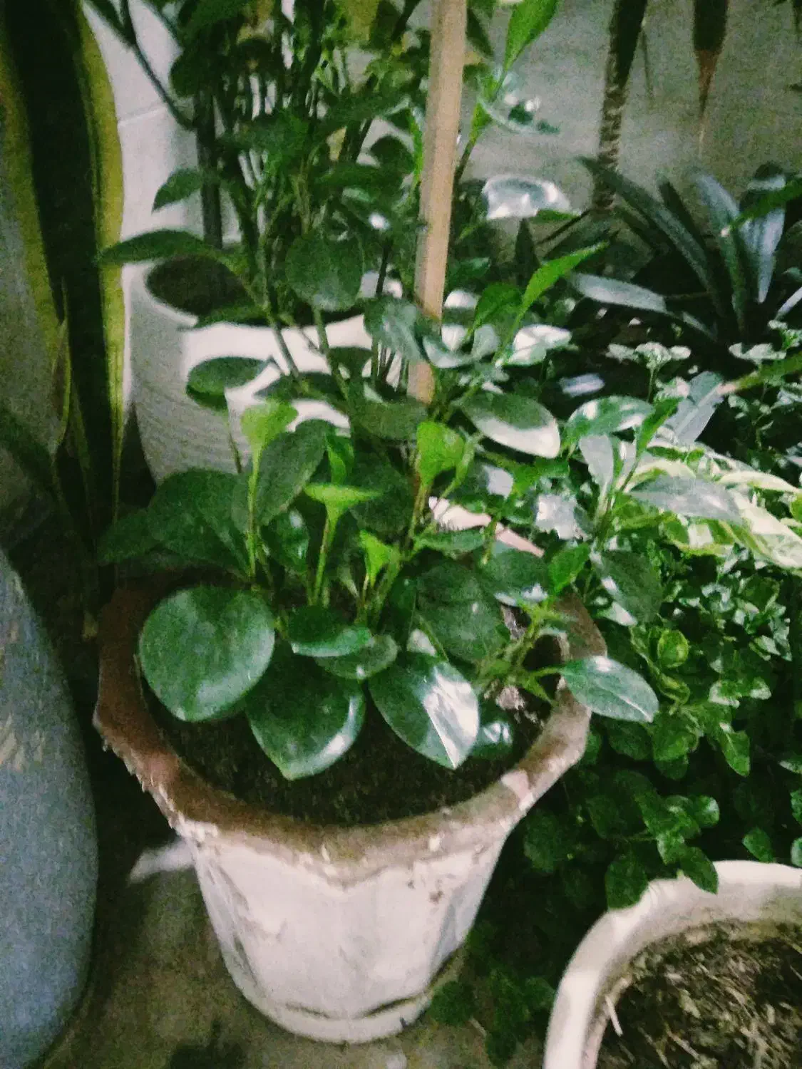 گل پاسیون|گل و گیاه طبیعی|شیراز, شهرک پردیس|دیوار