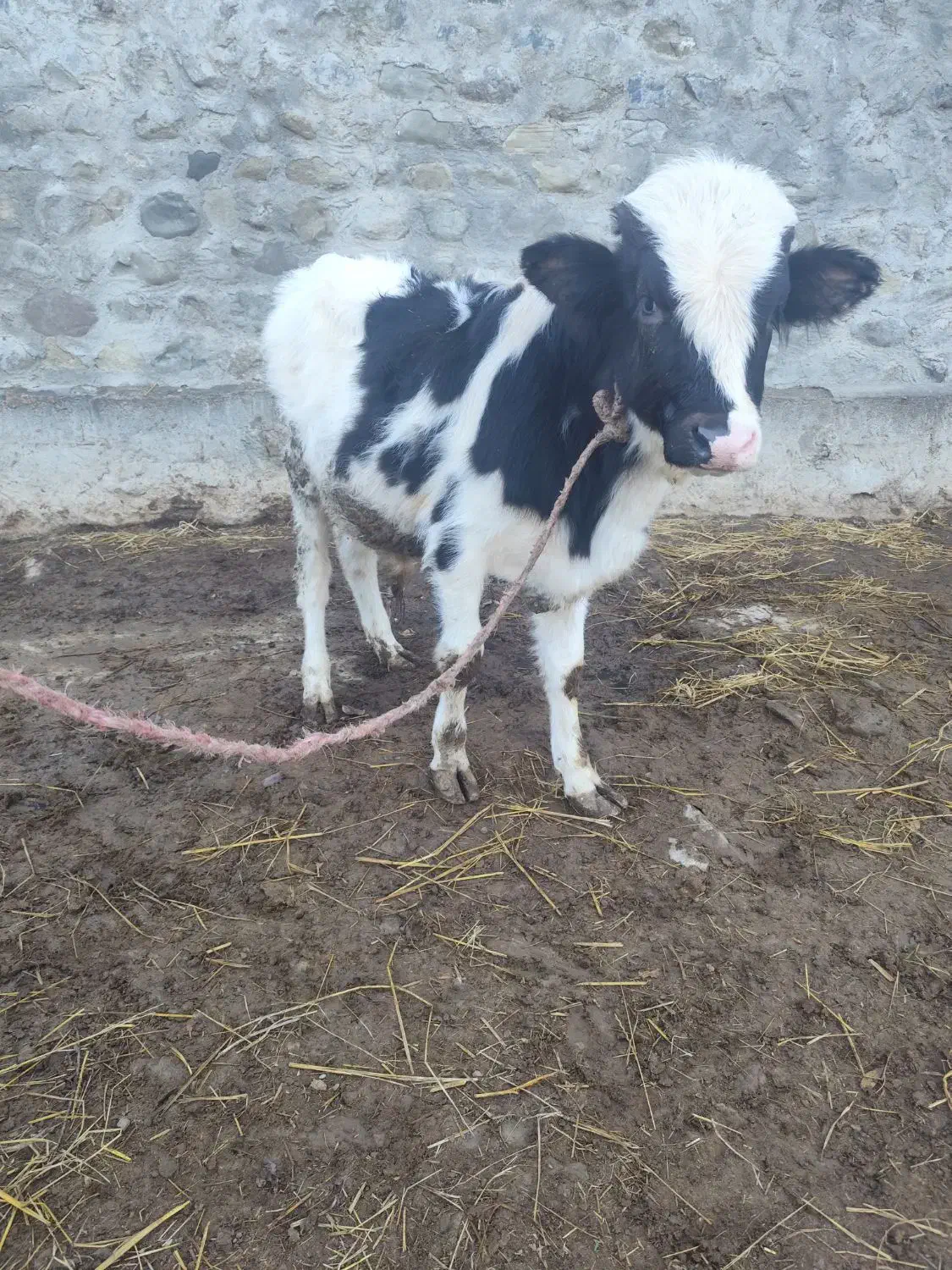 گوساله|حیوانات مزرعه|آبش احمد, |دیوار