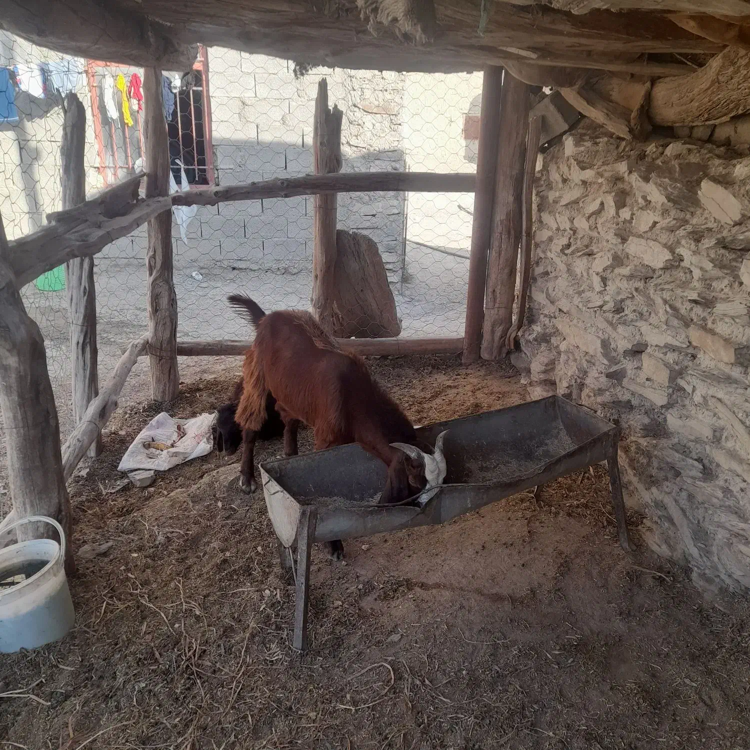 بزغاله بذری ب فروش میرسد|حیوانات مزرعه|آشخانه, |دیوار