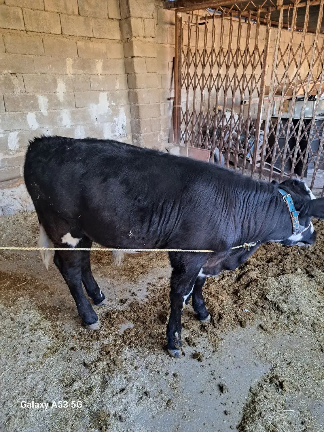 گاو و گوساله سمینتال|حیوانات مزرعه|دره شهر, |دیوار