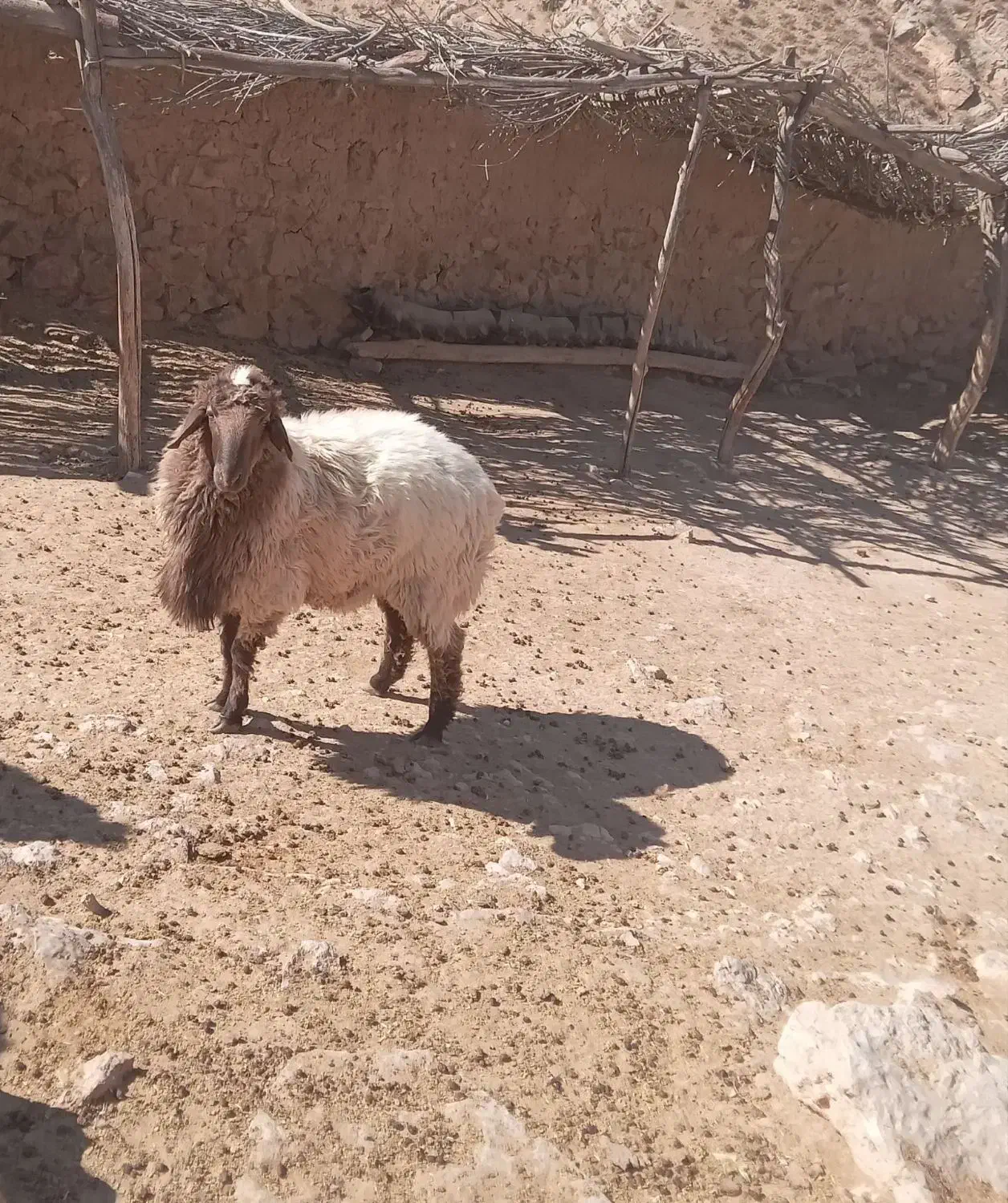 قوچ هترو جوان|حیوانات مزرعه|بجنورد, |دیوار