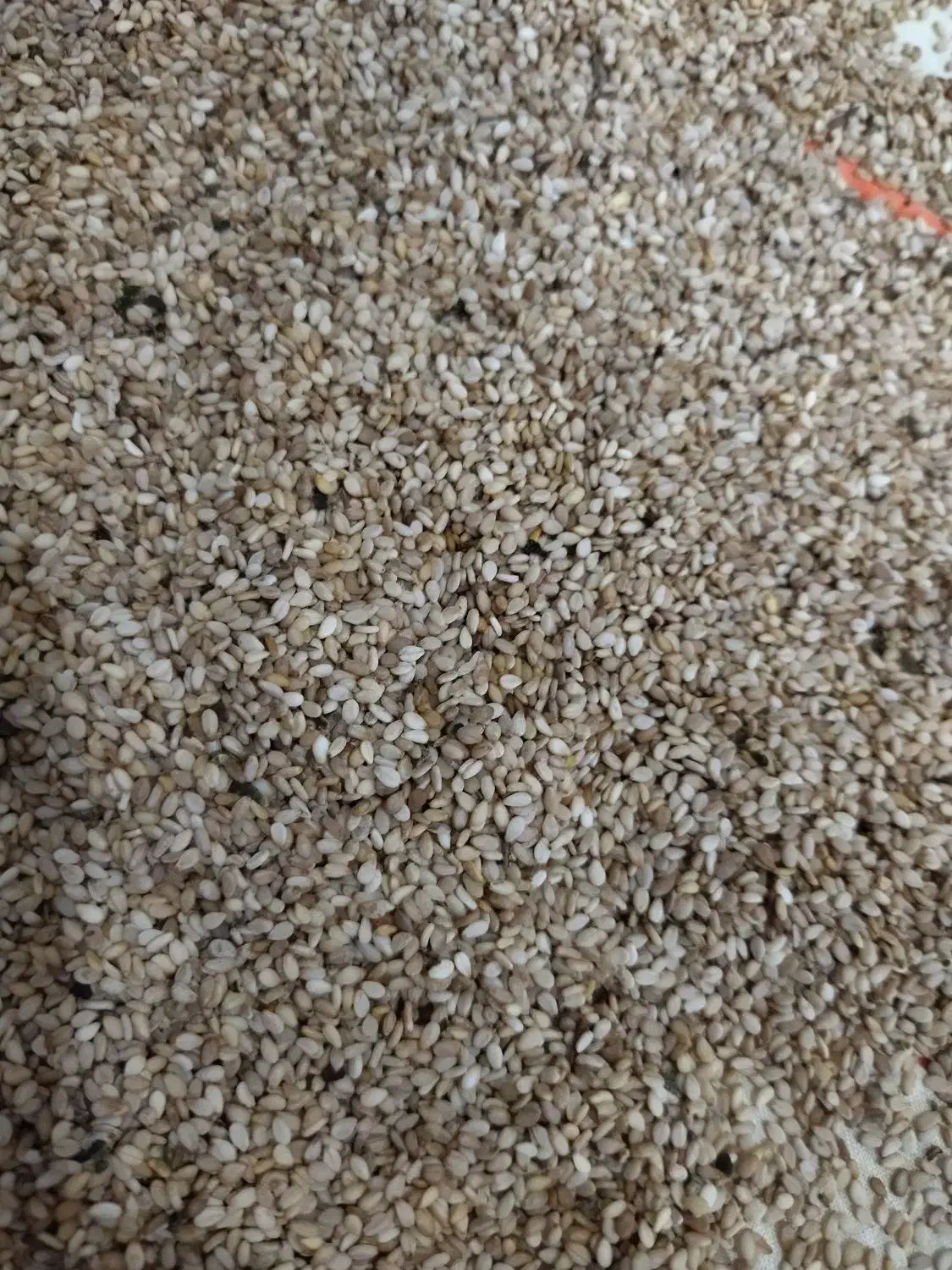 کنجد محلی|خوردنی و آشامیدنی|خان ببین, |دیوار