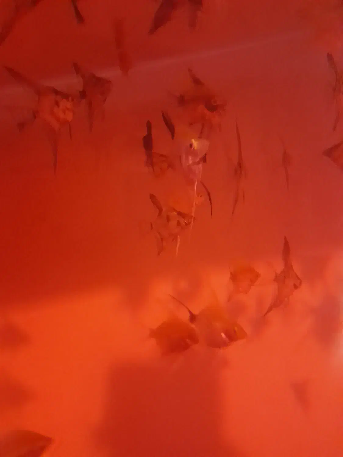 ماهی انجل|ماهی|نظرآباد, مسکن مهر نظرآباد|دیوار