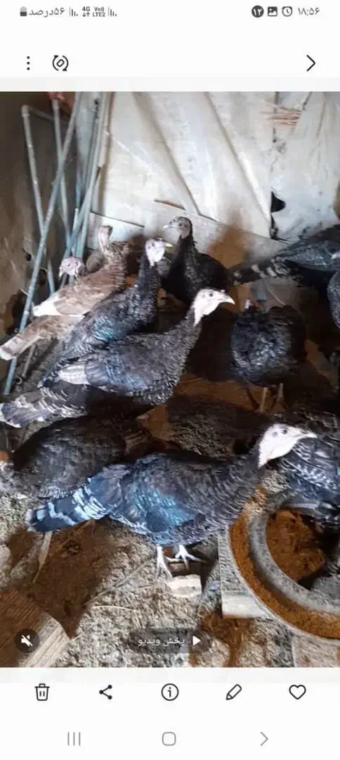 بوقلمون|حیوانات مزرعه|کنگاور, |دیوار