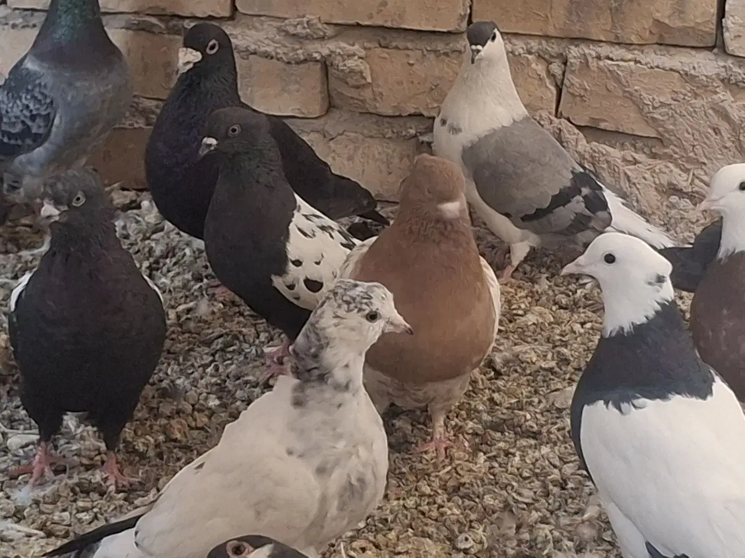 رنگی|پرنده|یزد, |دیوار