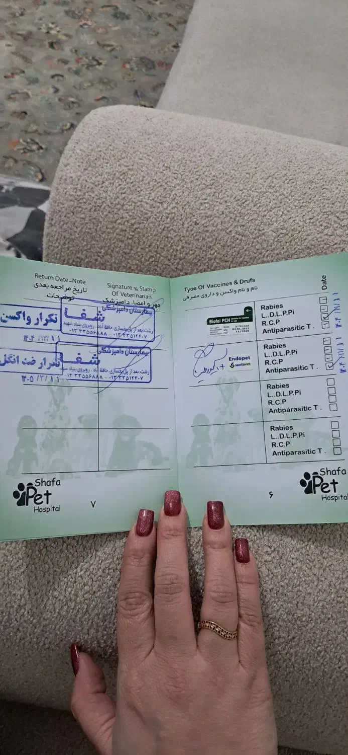 گربه خانگی|گربه|رشت, حمیدیان|دیوار