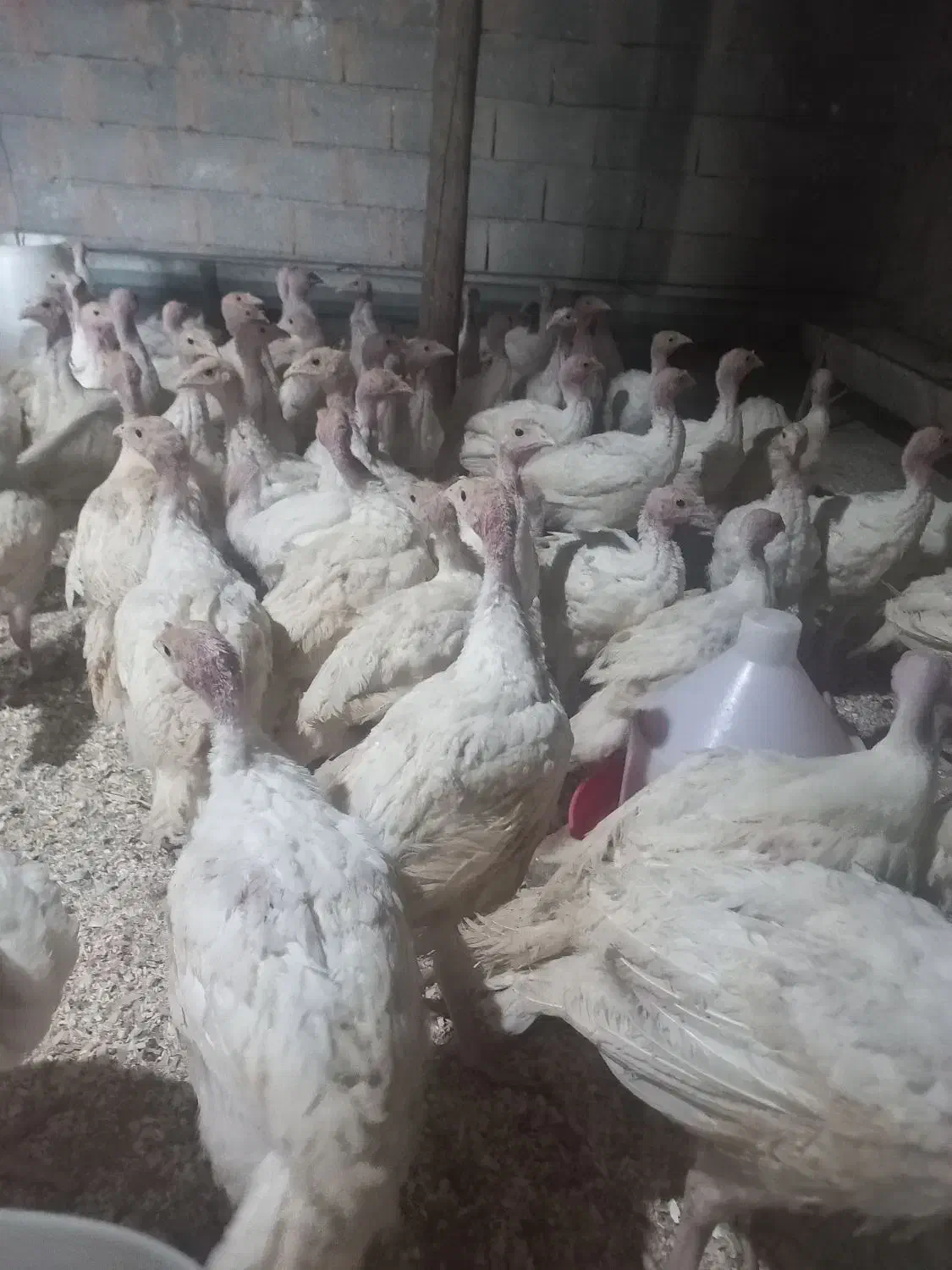 فروش جوجه بوقلمون بیوتی ۴۰روزه وزن ۲ کیلو|حیوانات مزرعه|گلی داغ, |دیوار