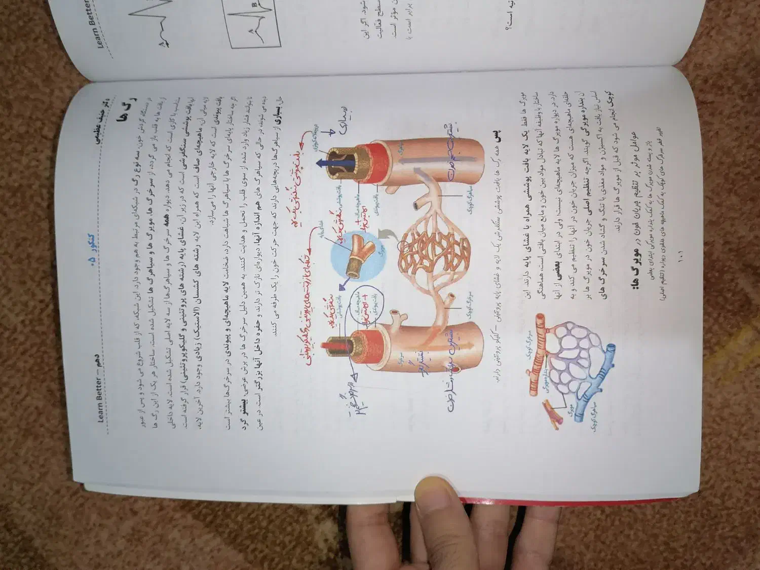 کتاب و جزوه کنکور 1405 قضاتی، عظیمی، فراهانی، کرمی|کتاب و مجله آموزشی|پره‌سر, |دیوار
