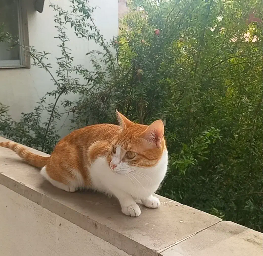 واگذاری گربه|گربه|رشت, شالکو|دیوار