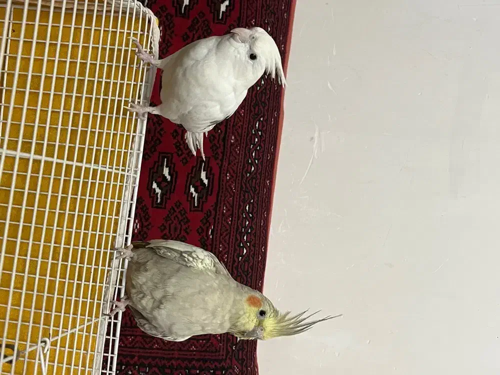 واگذاری ۲عدد عروس هلندی|پرنده|بیرجند, |دیوار