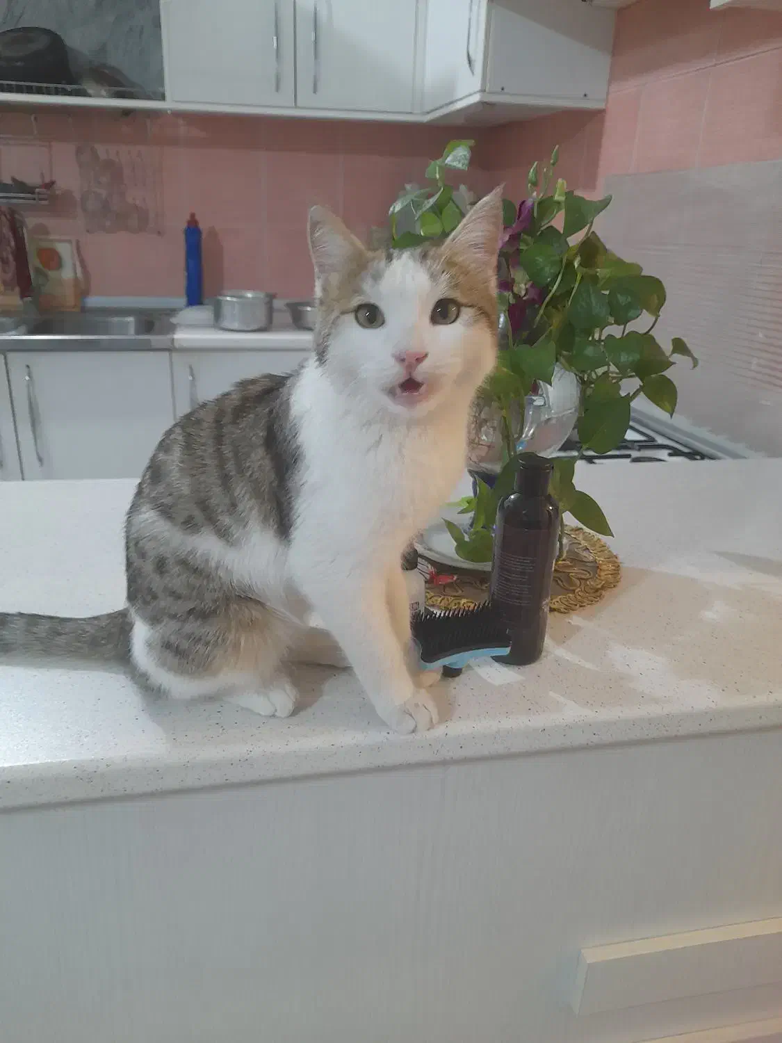 گربه نر دی اس اچ|گربه|رودهن, |دیوار