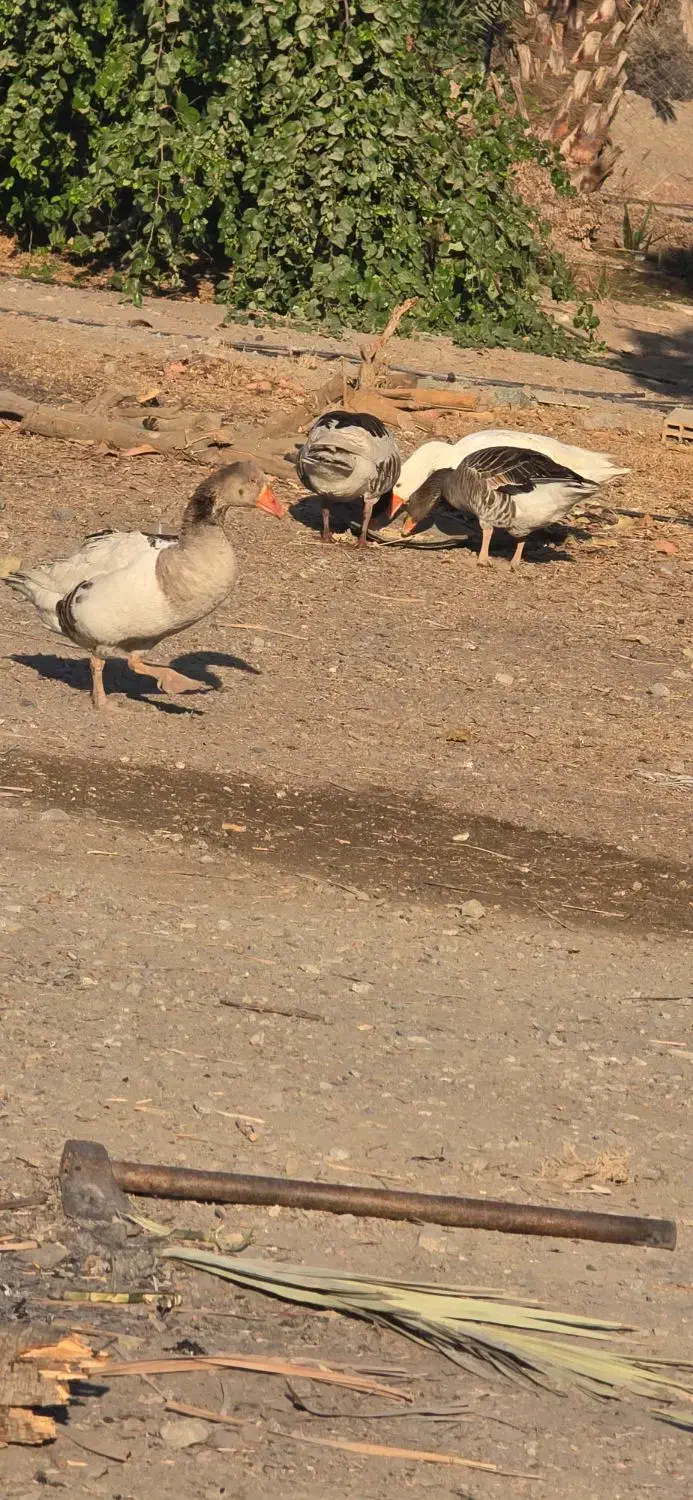 ۲جفت غاز|حیوانات مزرعه|رودان, |دیوار