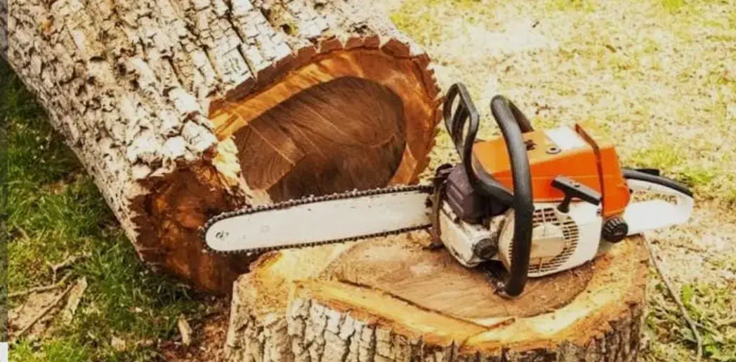 برش ودوخت و چوب درحیاط و باغ|خدمات باغبانی و درختکاری|تبریز, |دیوار