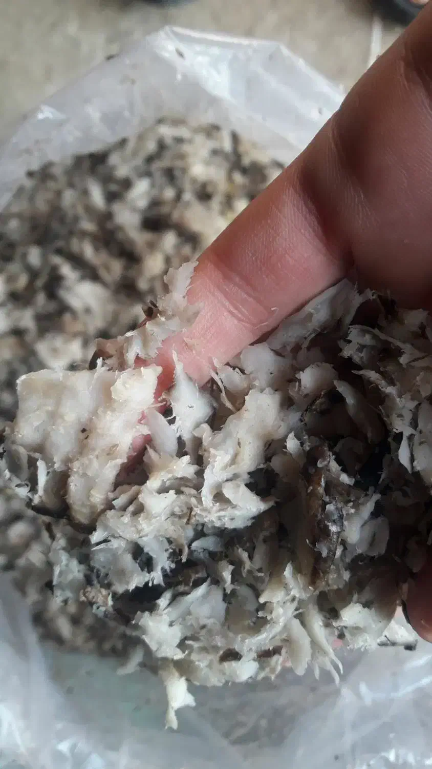 تفاله چغندر|حیوانات مزرعه|اسالم, |دیوار