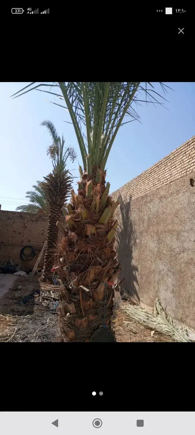 قطع نخلستان. فروشی|خدمات باغبانی و درختکاری|شادگان, |دیوار