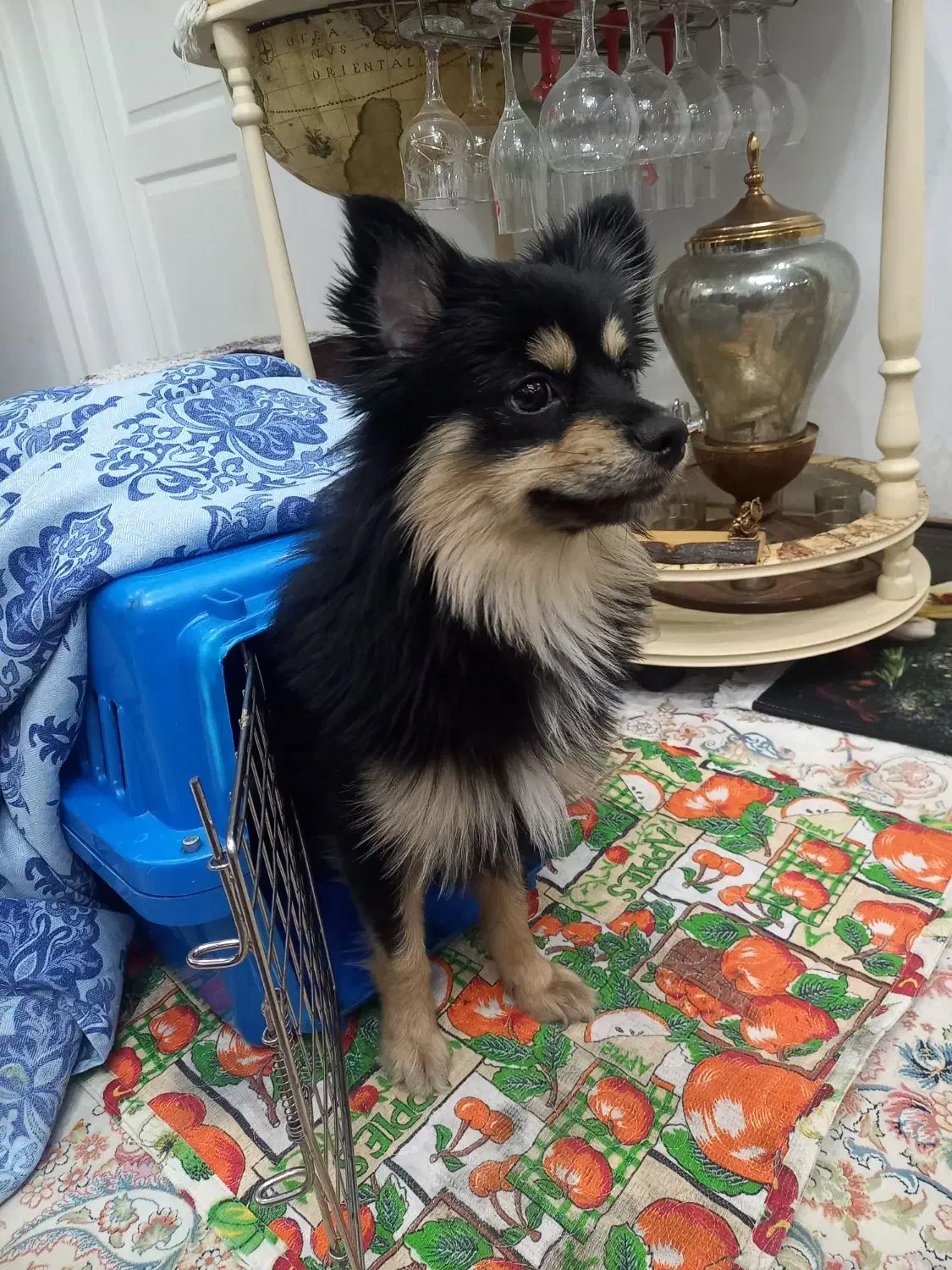 سگ پامر روباهی|سگ|رودهن, |دیوار