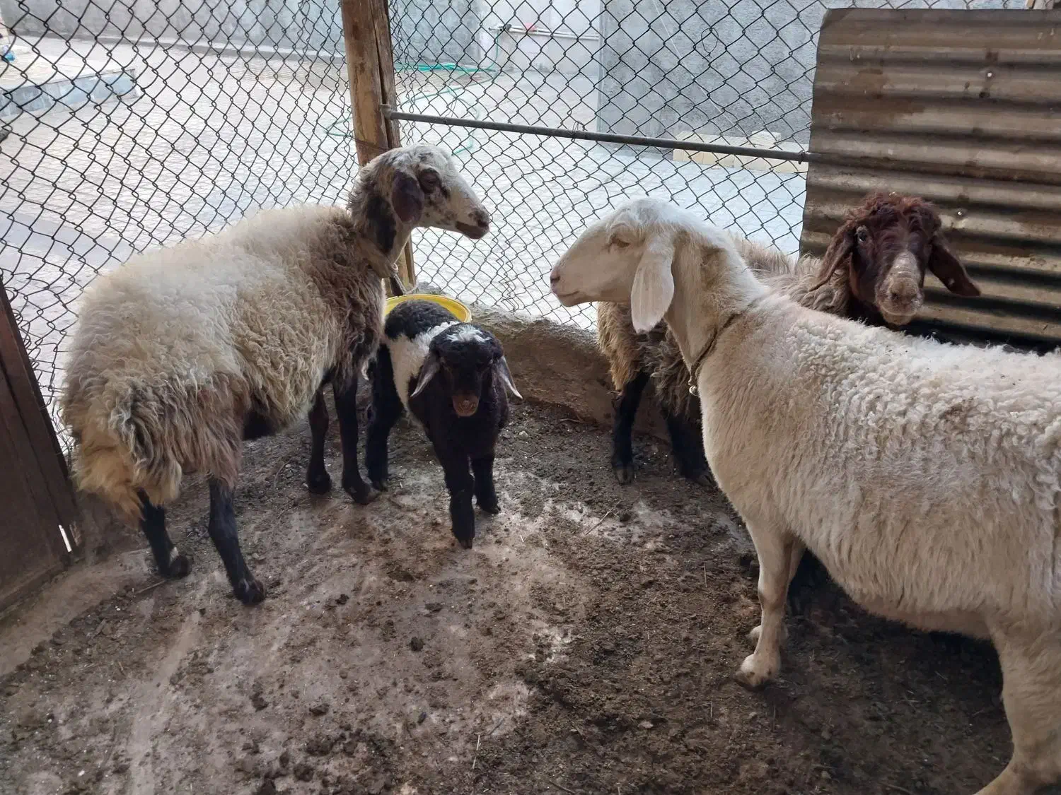 ۵ راس میش .۲راس قوچ .|حیوانات مزرعه|مبارکه, |دیوار