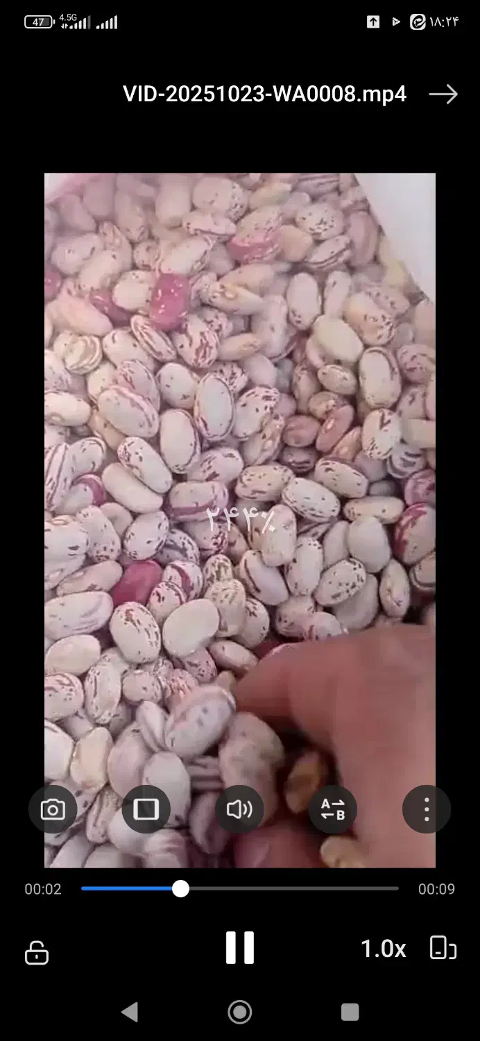 لوبیا چیتی خمین کیفیت تضمینی|عمدهفروشی|خرمآباد, |دیوار