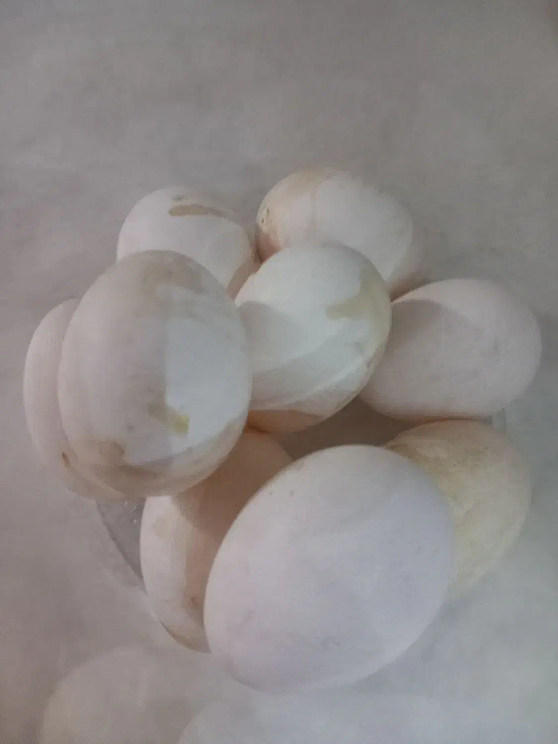 ۹ تا تخم نطفه دار مرغ سبرایت|حیوانات مزرعه|کاشان, فاز ۲ ناجی آباد|دیوار