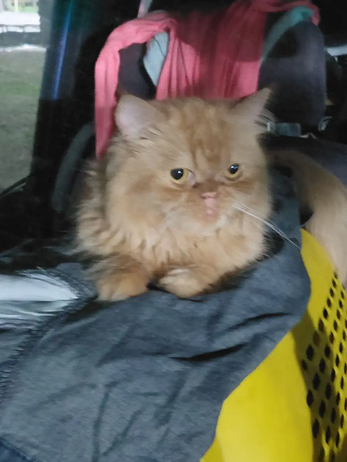 مژدگانی برای جینجر کوچولوی گمشده مون|حیوانات|تهران, ونک|دیوار