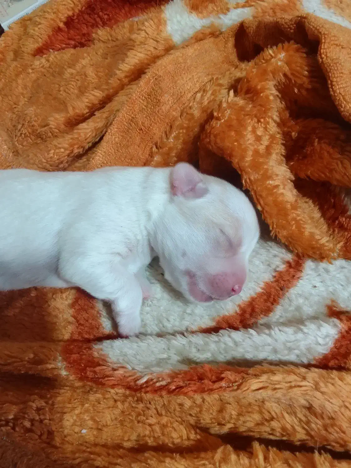 سگ شیتزو جنسیت نر|سگ|ری, اقدسیه|دیوار