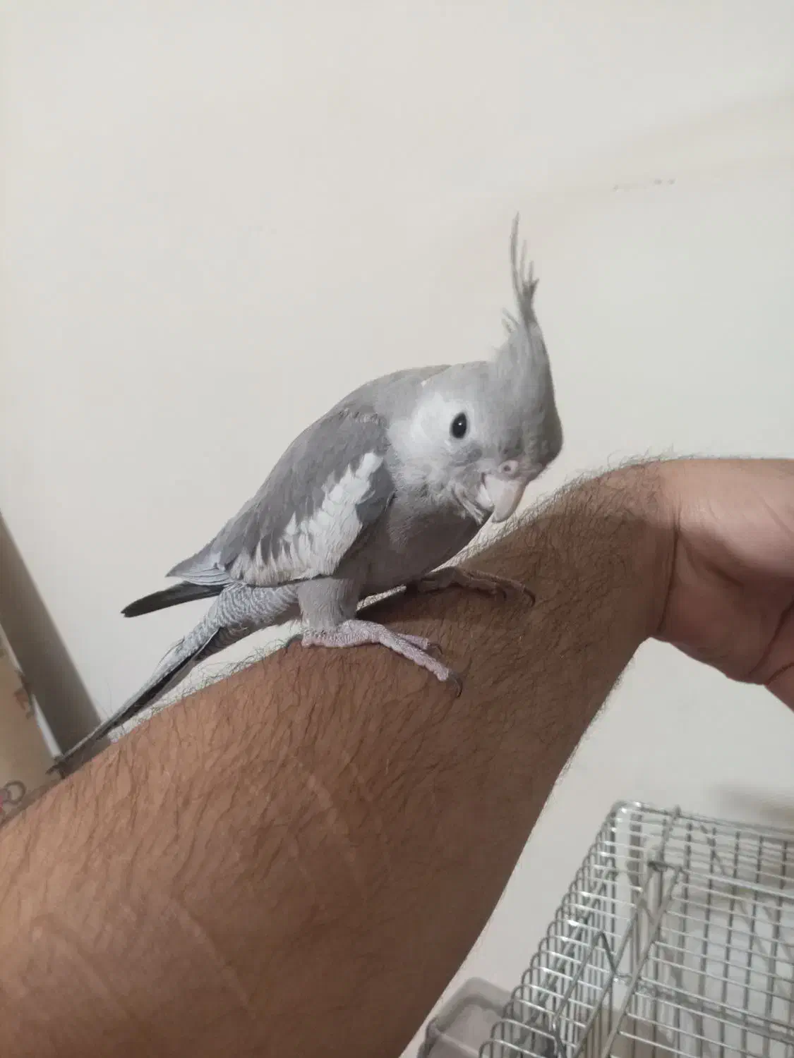 عروس هلندی وات فیس|پرنده|ملایر, |دیوار