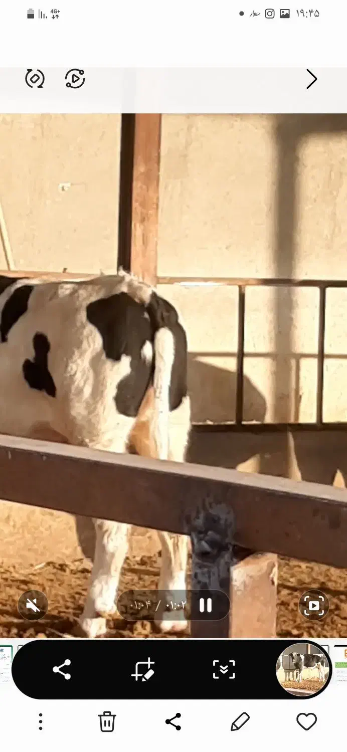 گوساله چاق|حیوانات مزرعه|تاکستان, |دیوار