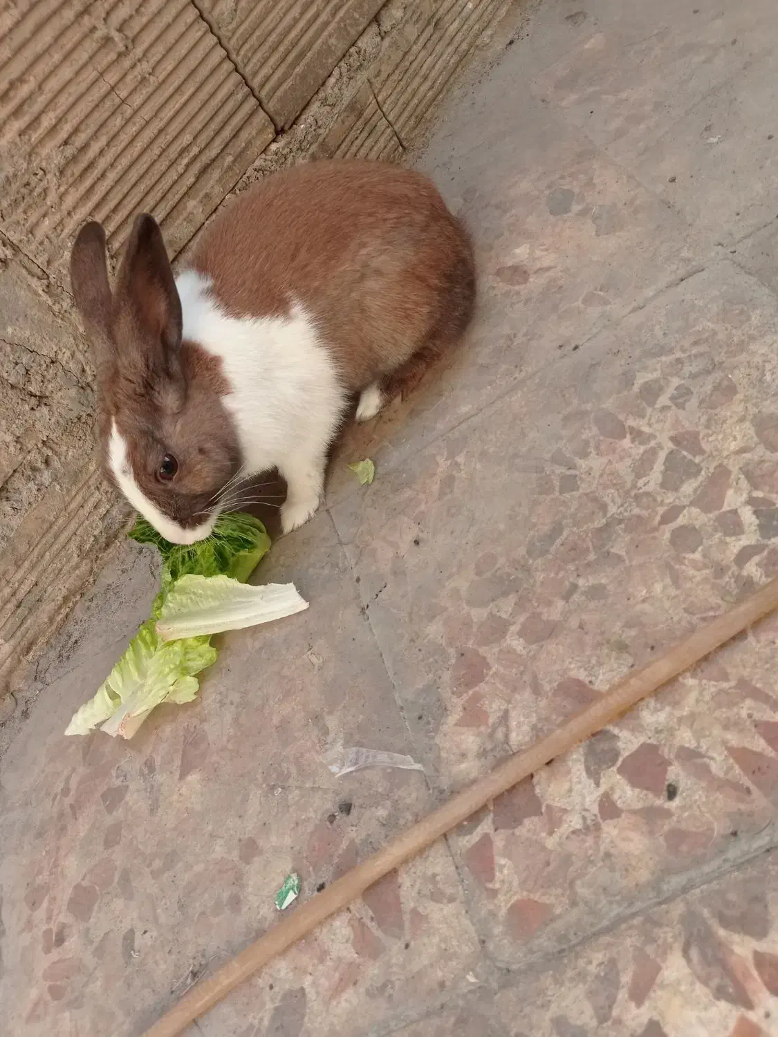 خرگوش|موش و خرگوش|ایذه, |دیوار