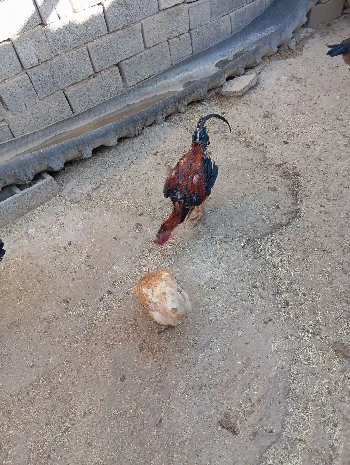 خروس لاری12ماهه بدونه مریضی|حیوانات مزرعه|تکاب, |دیوار