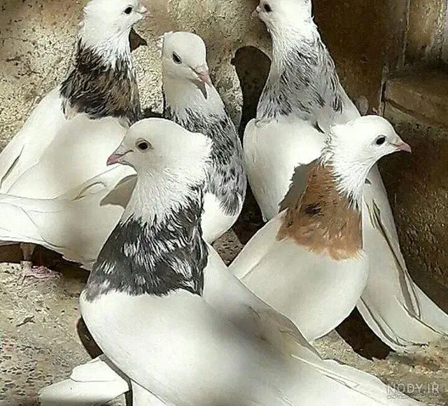 انواع کبوتر|پرنده|کرمان, |دیوار