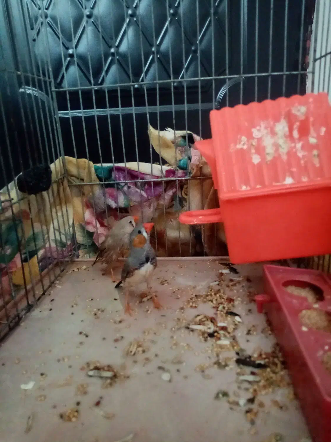 فنج نرو و ماده|پرنده|سنندج, |دیوار