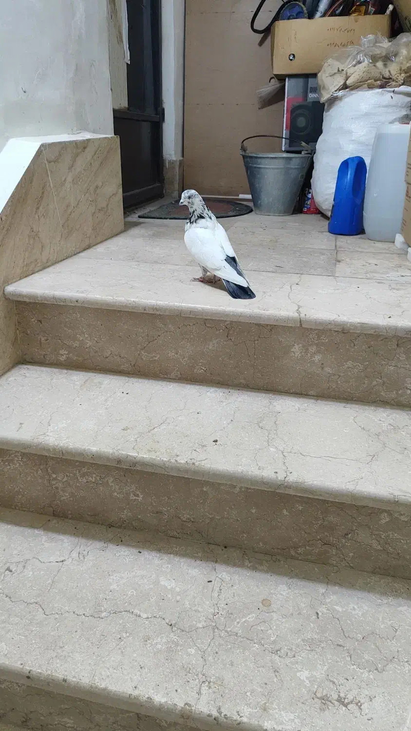 کبوتر|پرنده|شاهینشهر, شهرک پردیس|دیوار