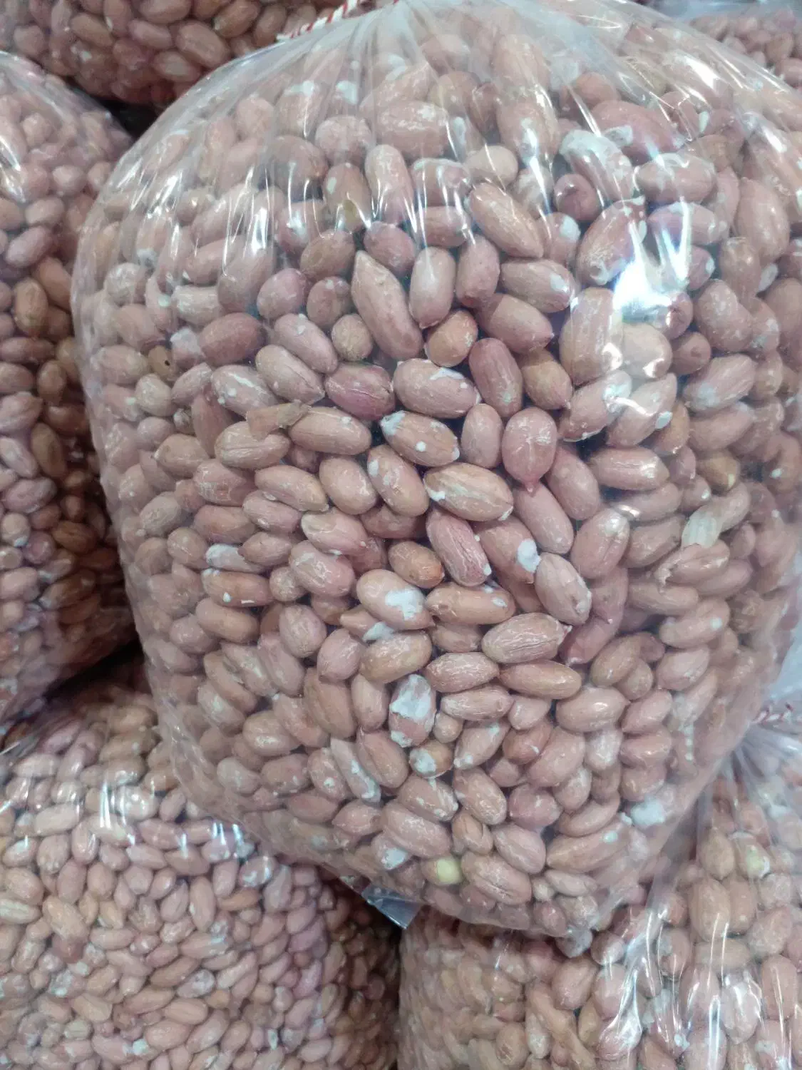 فروش فوری بادام درشت درجه یک آستانه|خوردنی و آشامیدنی|آستانه اشرفیه, |دیوار